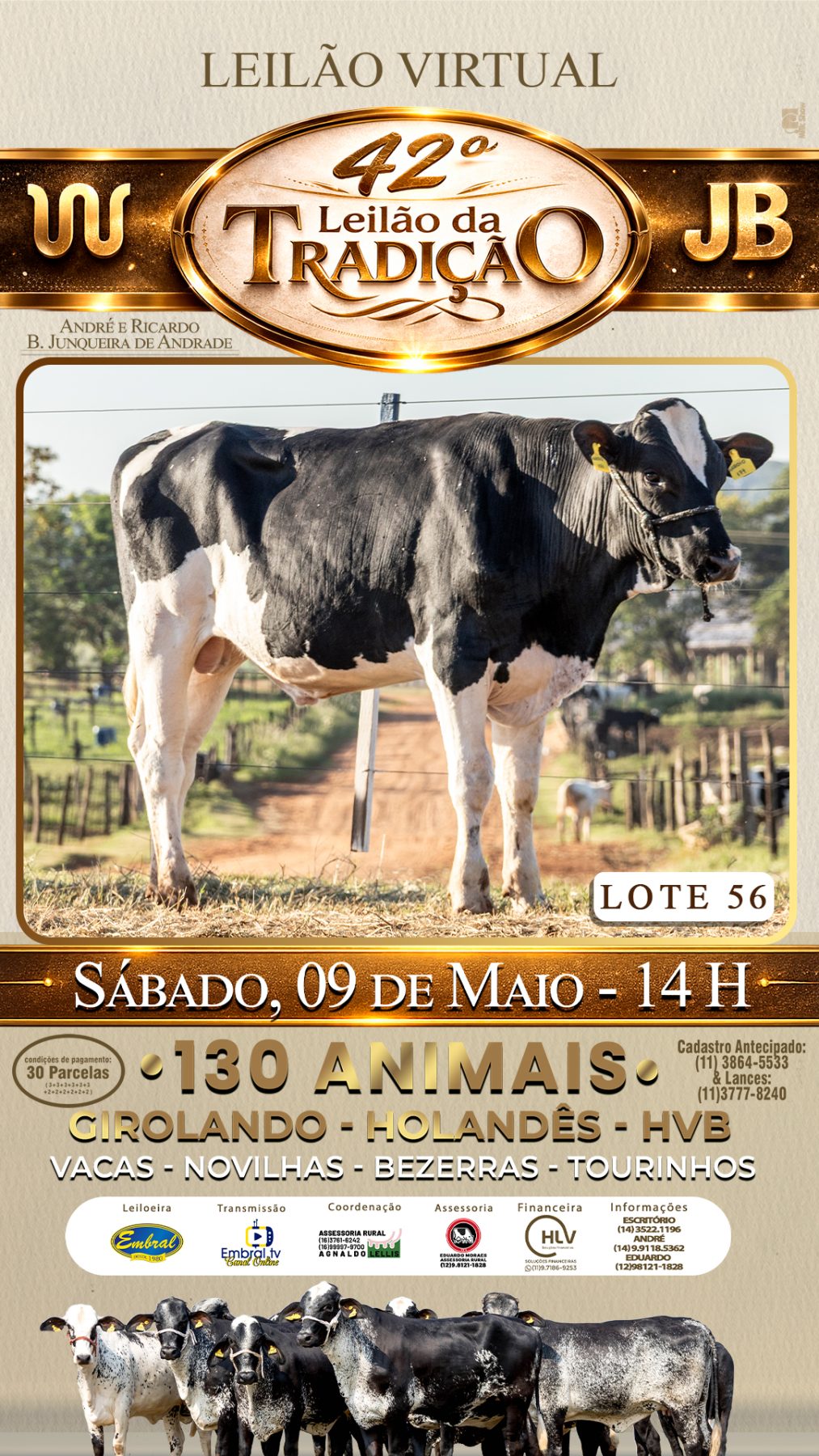 42º LEILÃO DA TRADIÇÃO | GADO GIROLANDO E HOLANDÊS HVB - lote 56