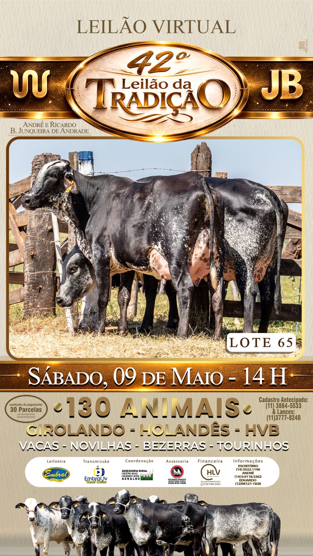 42º LEILÃO DA TRADIÇÃO | GADO GIROLANDO E HOLANDÊS HVB - lote 65