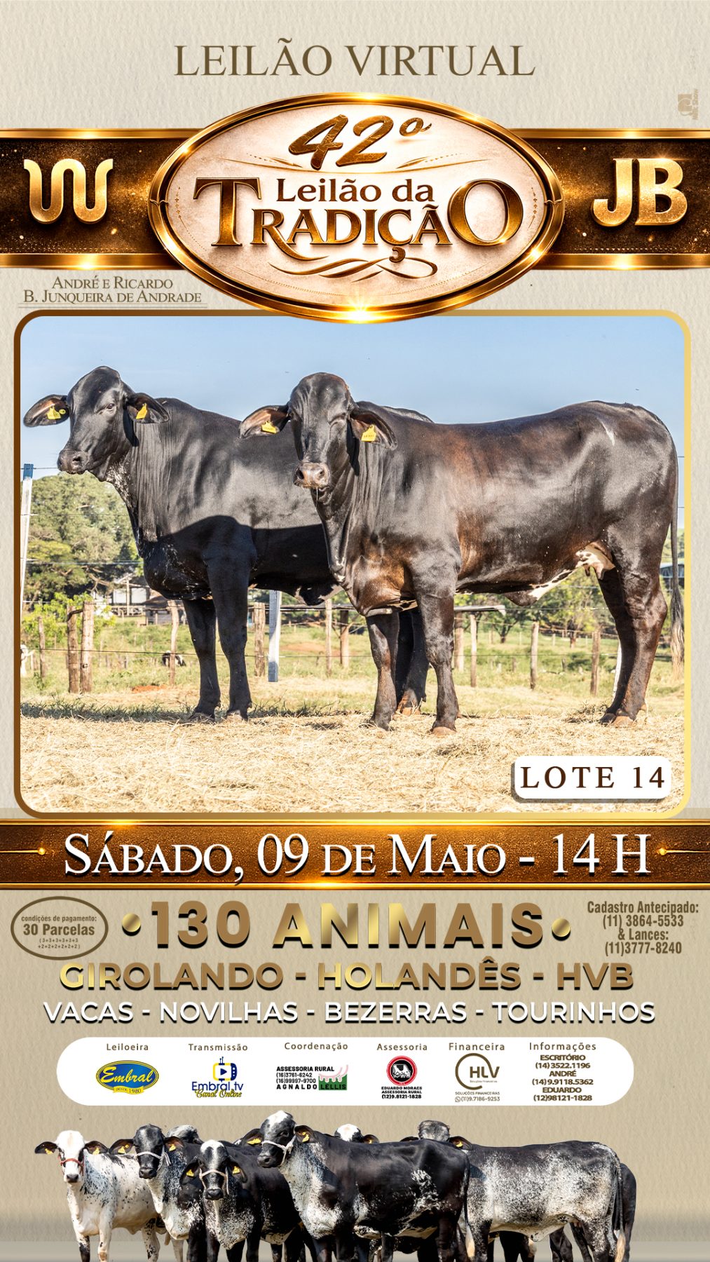 42º LEILÃO DA TRADIÇÃO | GADO GIROLANDO E HOLANDÊS HVB - lote 14