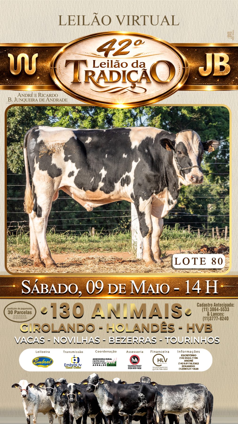 42º LEILÃO DA TRADIÇÃO | GADO GIROLANDO E HOLANDÊS HVB - lote 80