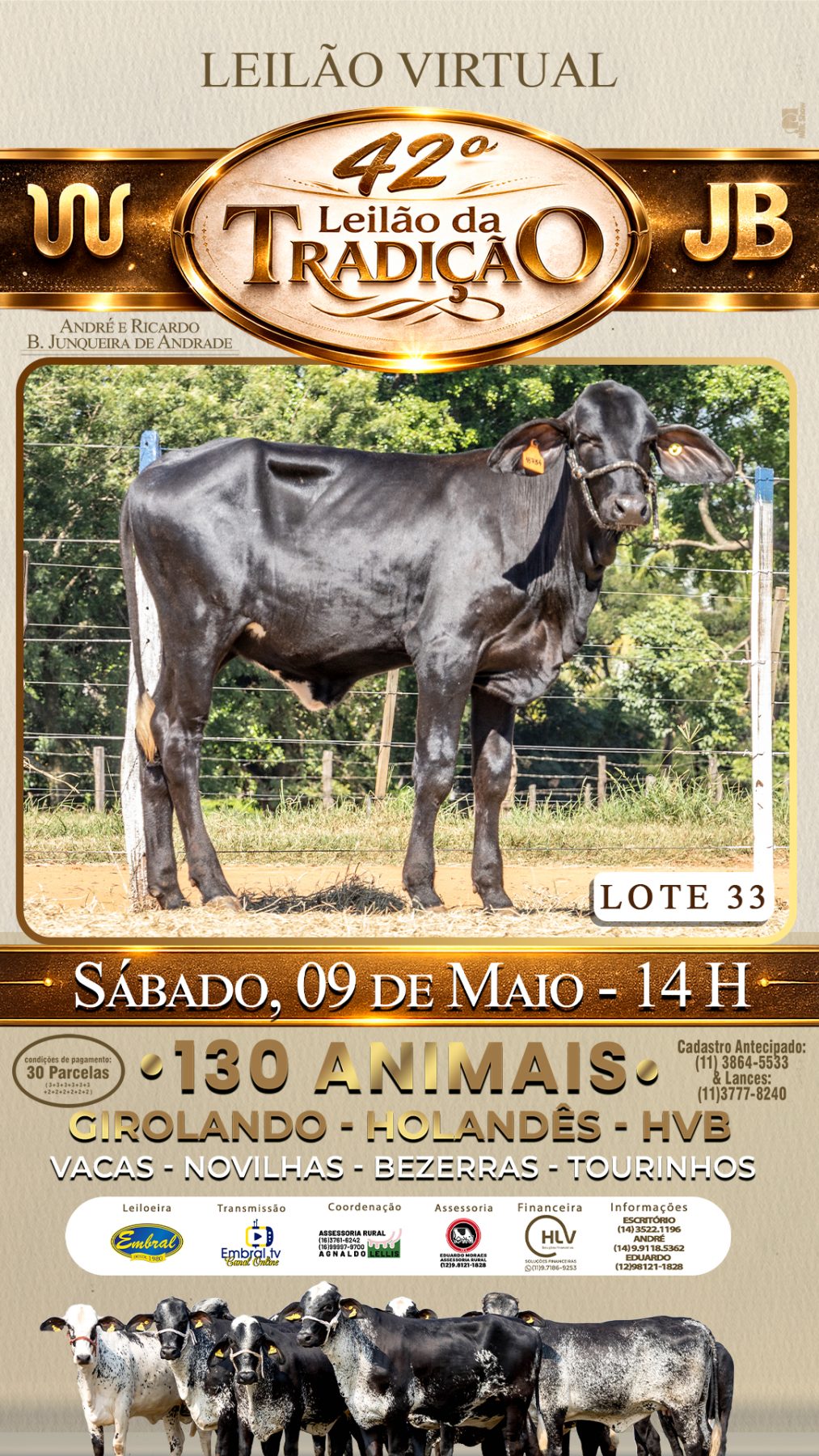 42º LEILÃO DA TRADIÇÃO | GADO GIROLANDO E HOLANDÊS HVB - lote 33