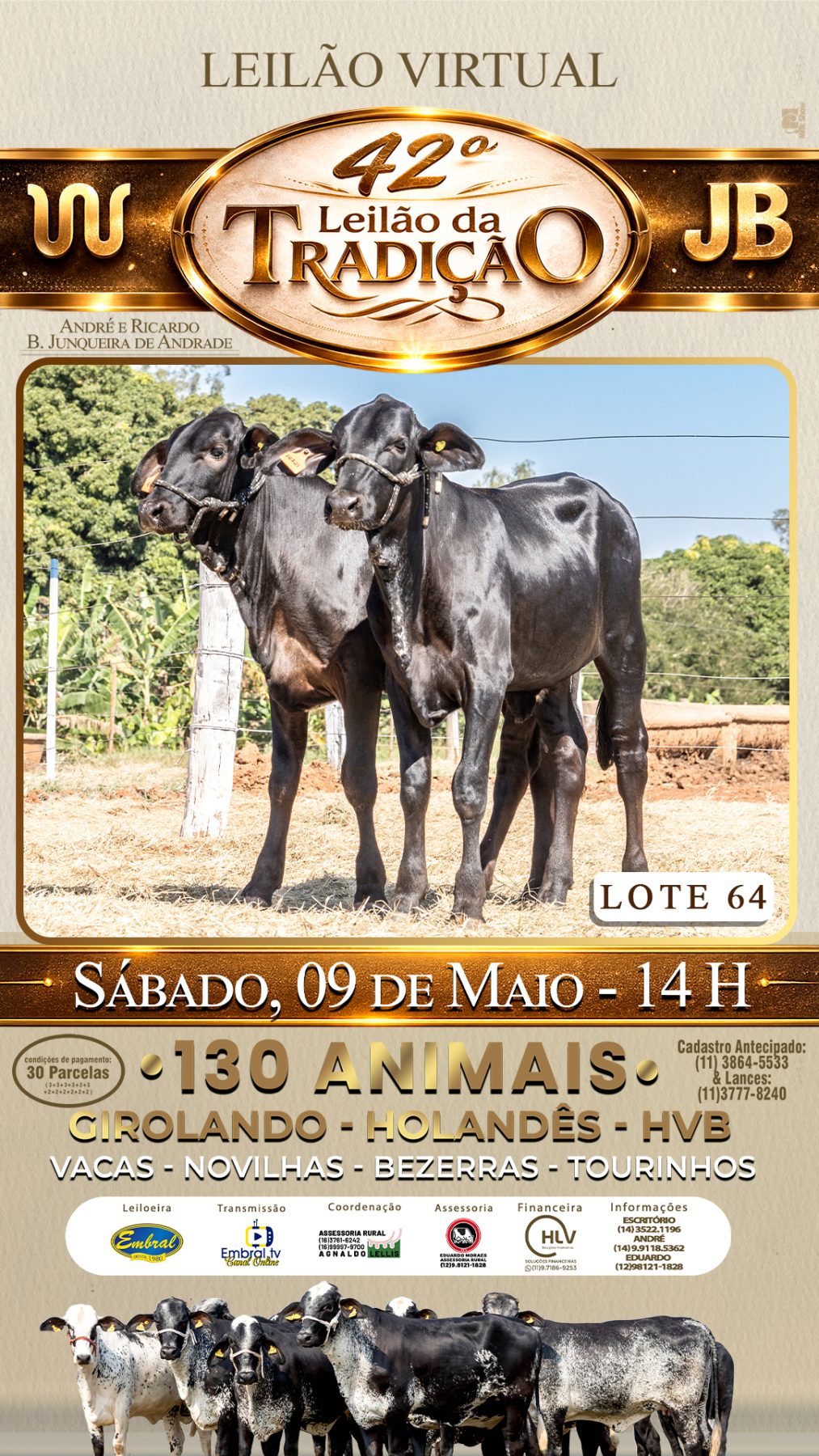 42º LEILÃO DA TRADIÇÃO | GADO GIROLANDO E HOLANDÊS HVB - lote 64