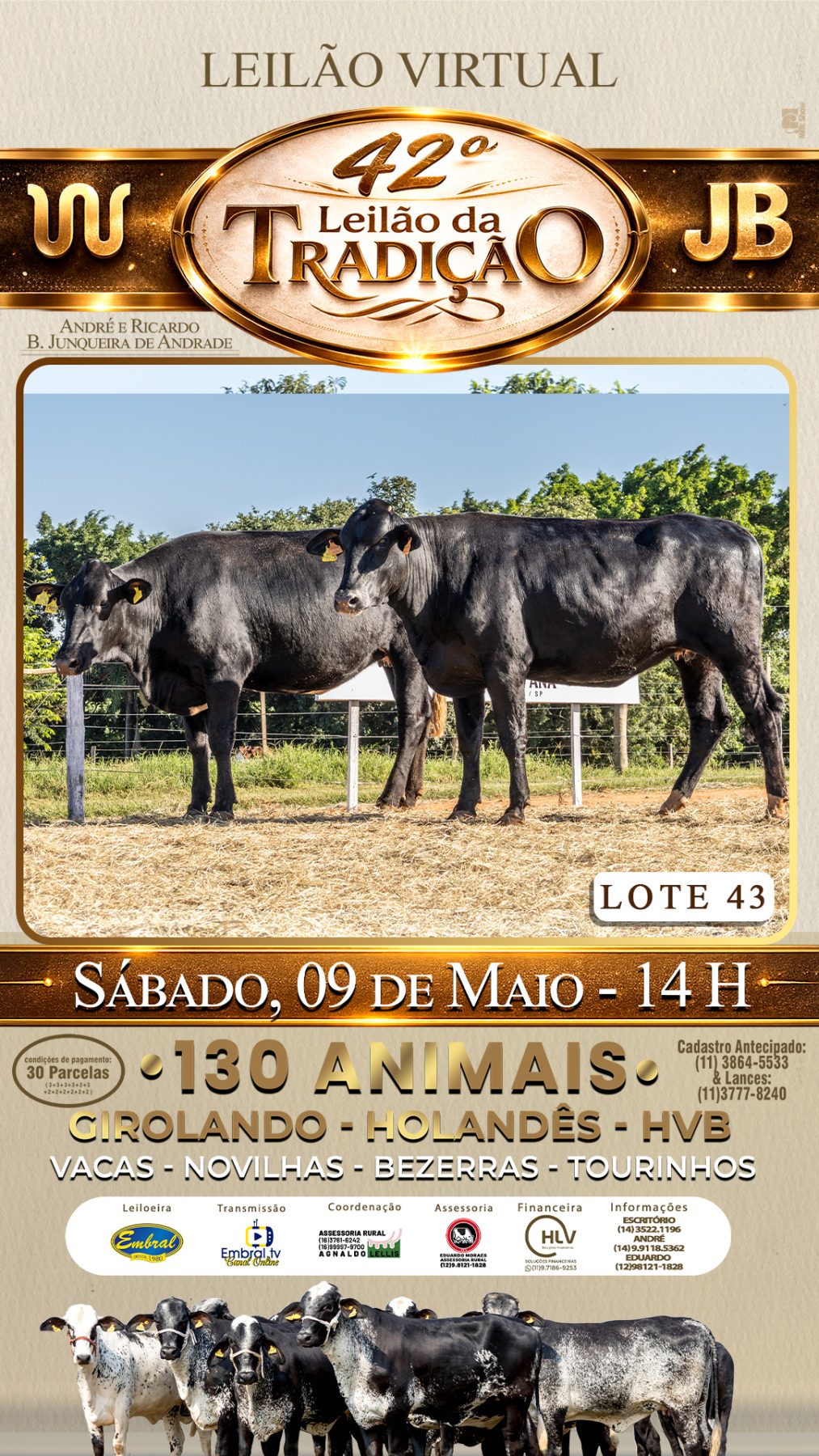 42º LEILÃO DA TRADIÇÃO | GADO GIROLANDO E HOLANDÊS HVB - lote 43