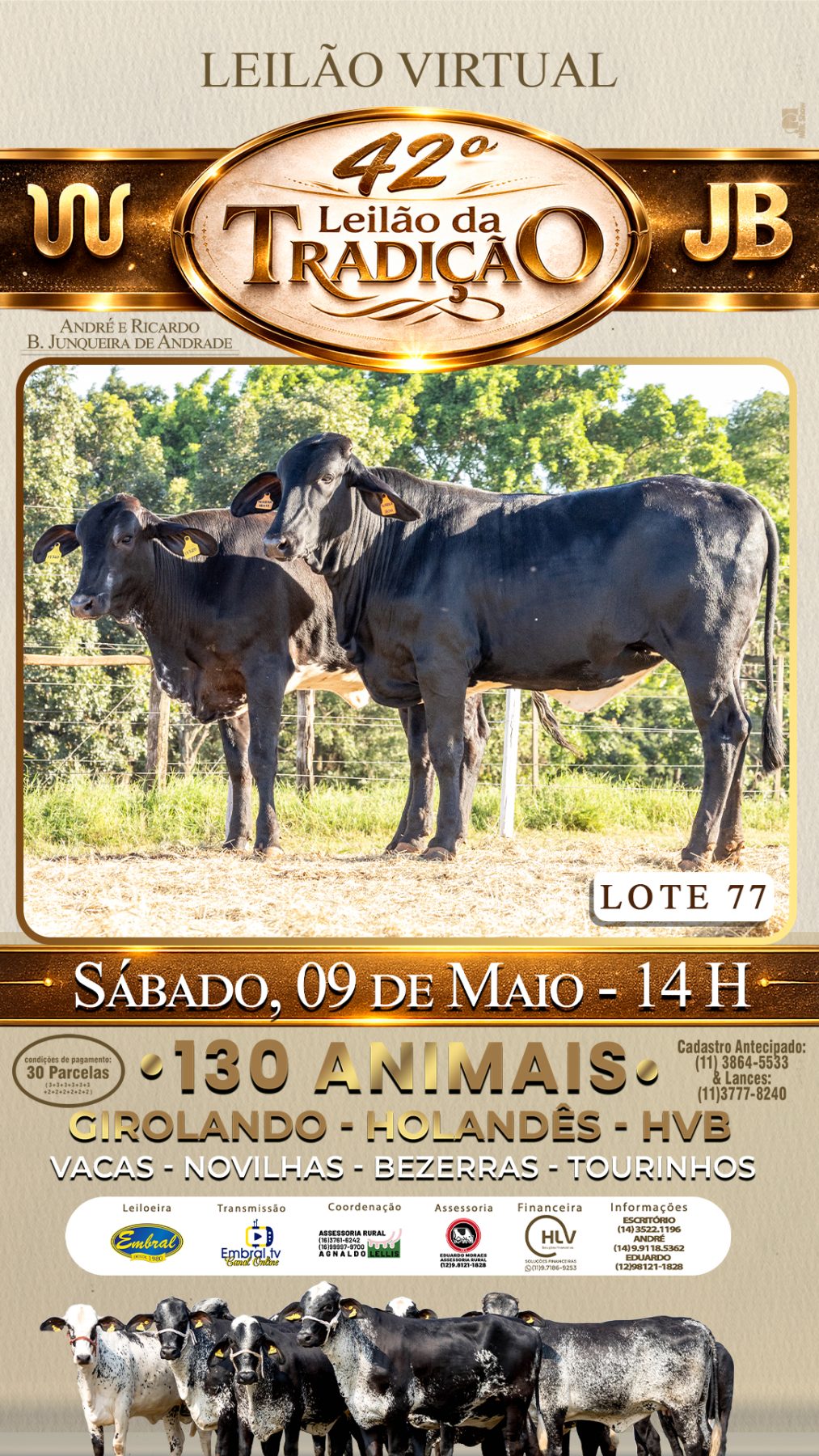 42º LEILÃO DA TRADIÇÃO | GADO GIROLANDO E HOLANDÊS HVB - lote 77