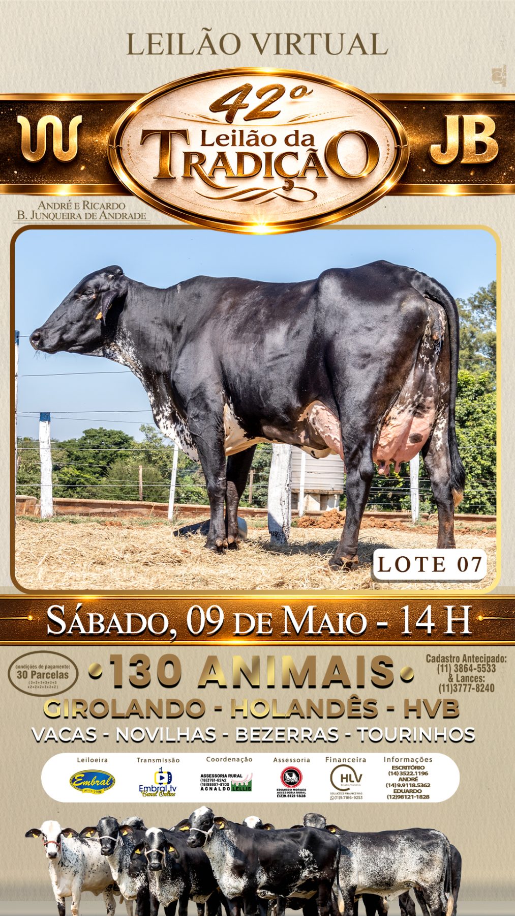 42º LEILÃO DA TRADIÇÃO | GADO GIROLANDO E HOLANDÊS HVB - lote 7