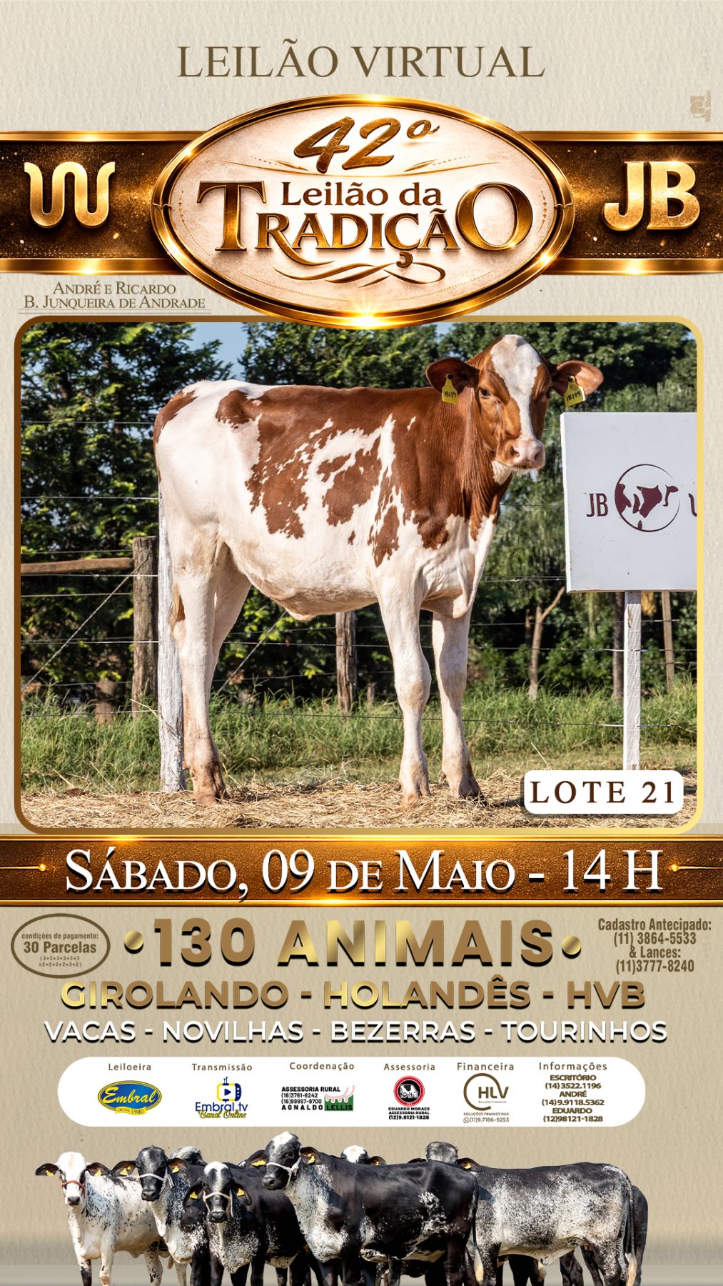 42º LEILÃO DA TRADIÇÃO | GADO GIROLANDO E HOLANDÊS HVB - lote 21