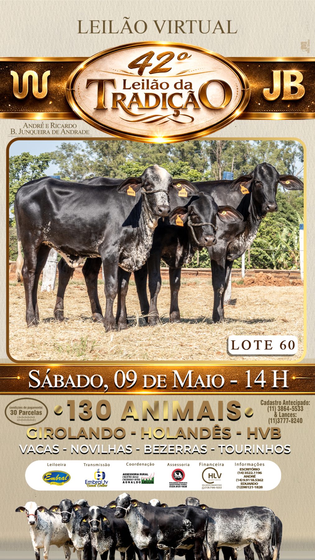 42º LEILÃO DA TRADIÇÃO | GADO GIROLANDO E HOLANDÊS HVB - lote 60