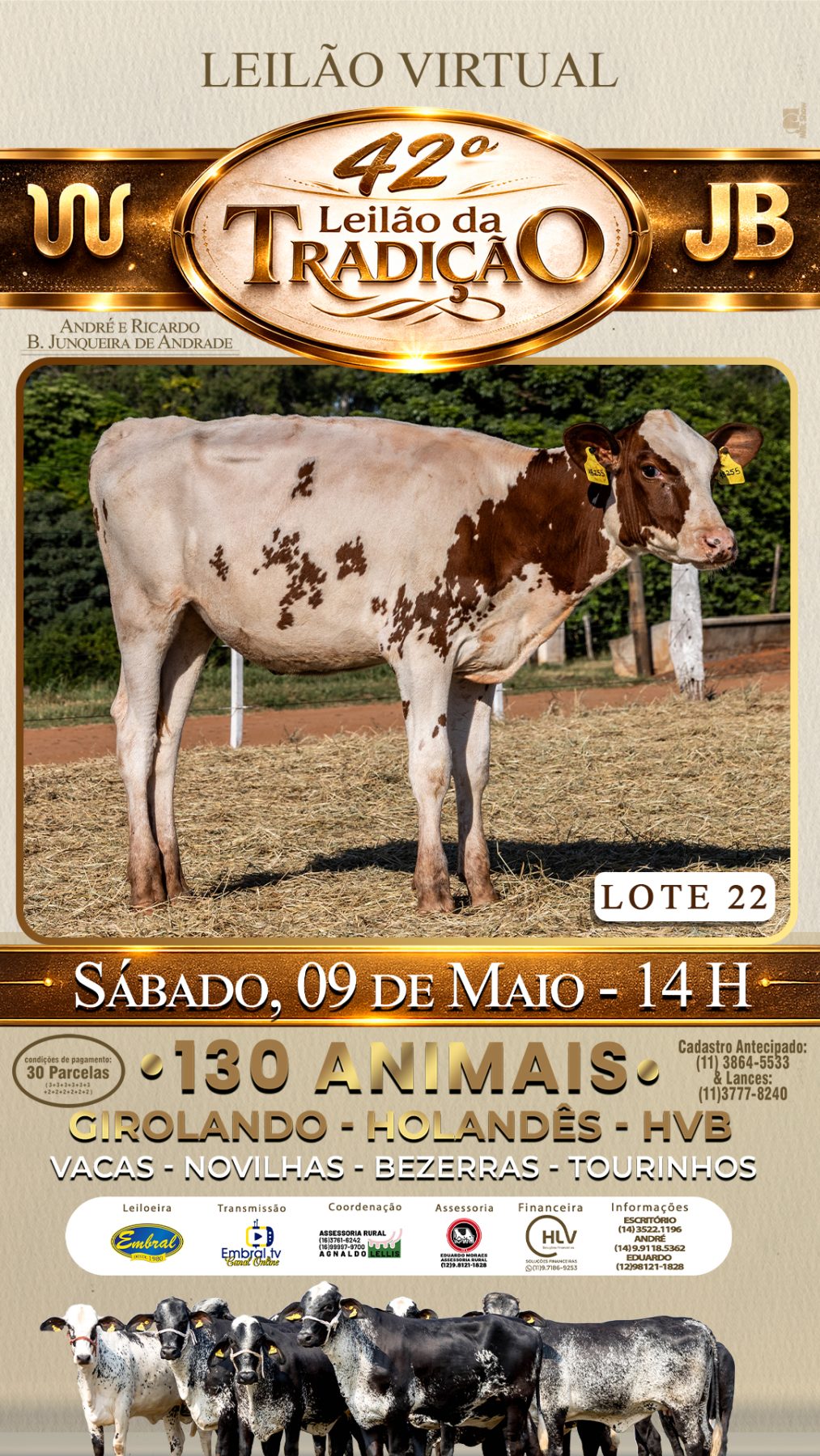 42º LEILÃO DA TRADIÇÃO | GADO GIROLANDO E HOLANDÊS HVB - lote 22