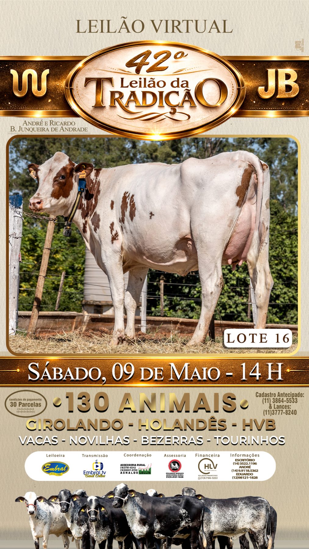 42º LEILÃO DA TRADIÇÃO | GADO GIROLANDO E HOLANDÊS HVB - lote 16