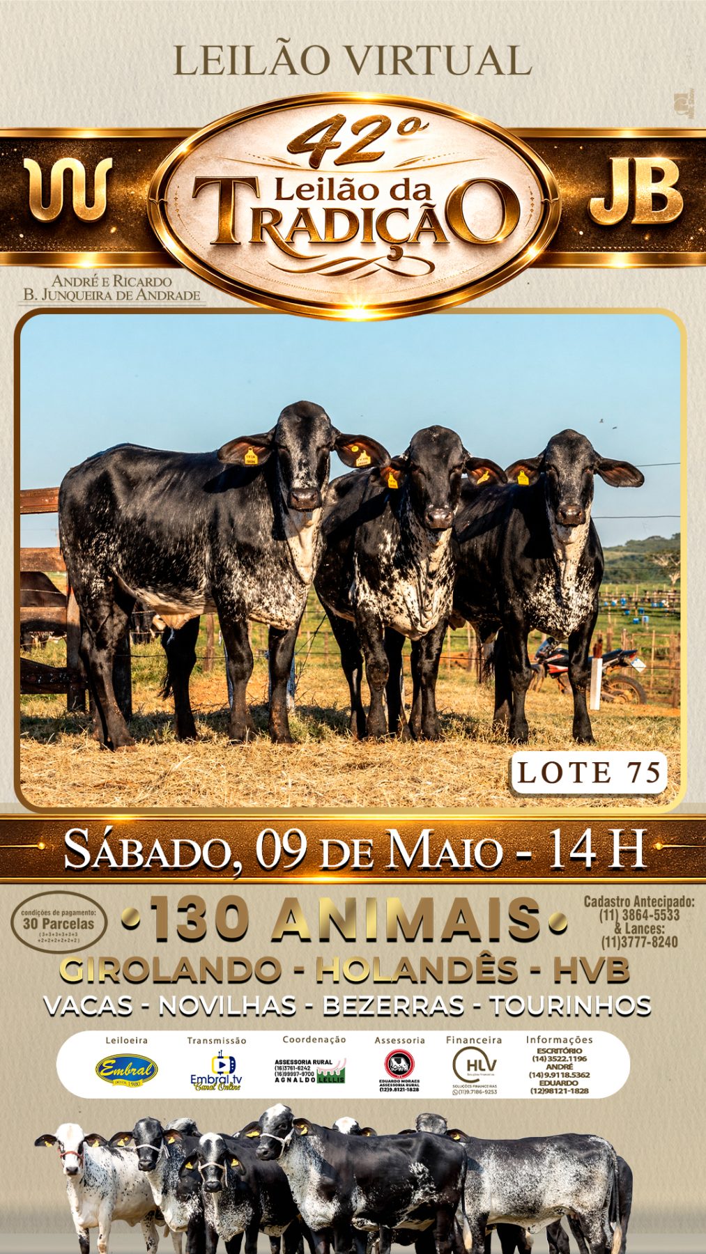 42º LEILÃO DA TRADIÇÃO | GADO GIROLANDO E HOLANDÊS HVB - lote 75