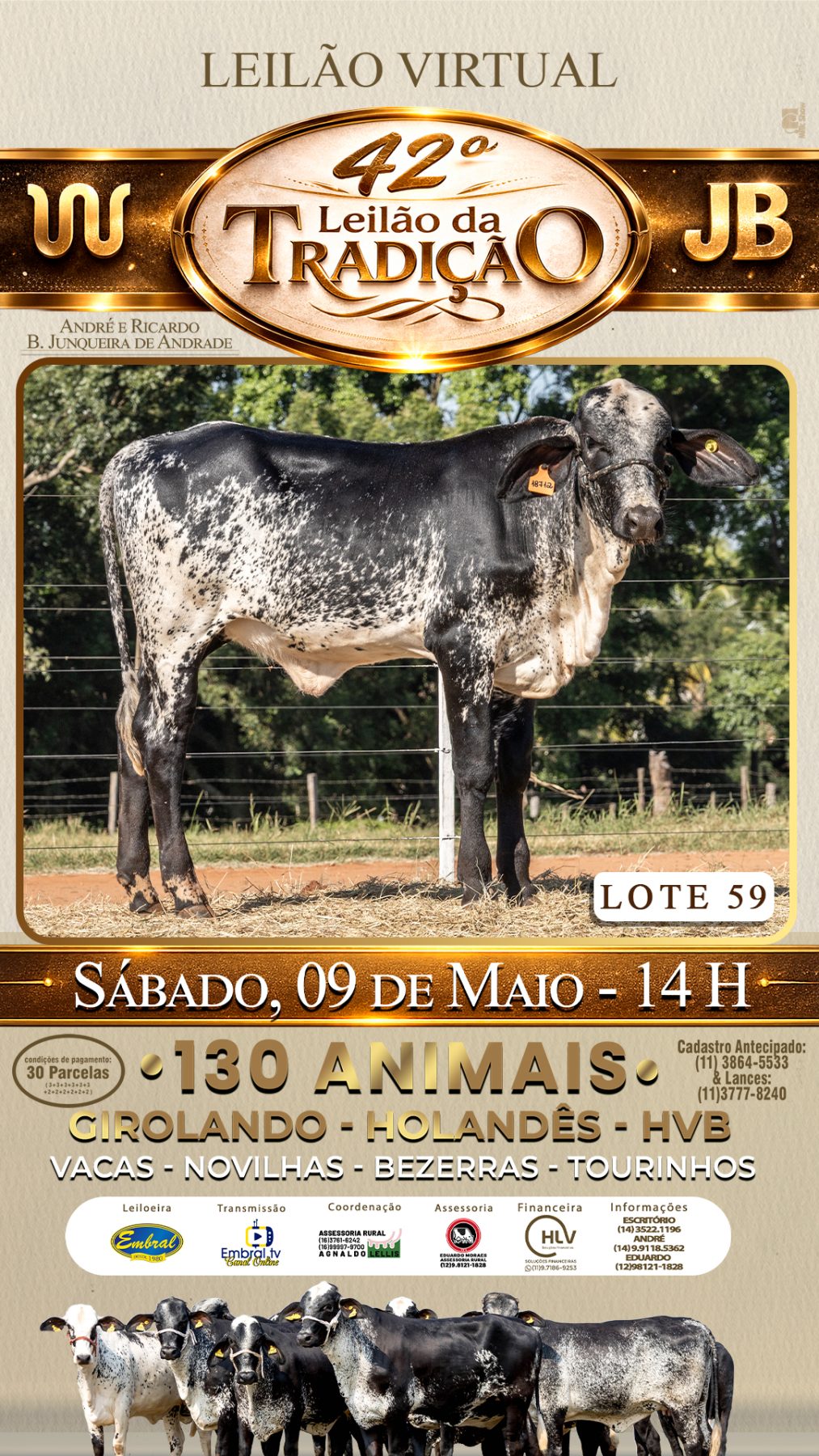 42º LEILÃO DA TRADIÇÃO | GADO GIROLANDO E HOLANDÊS HVB - lote 59