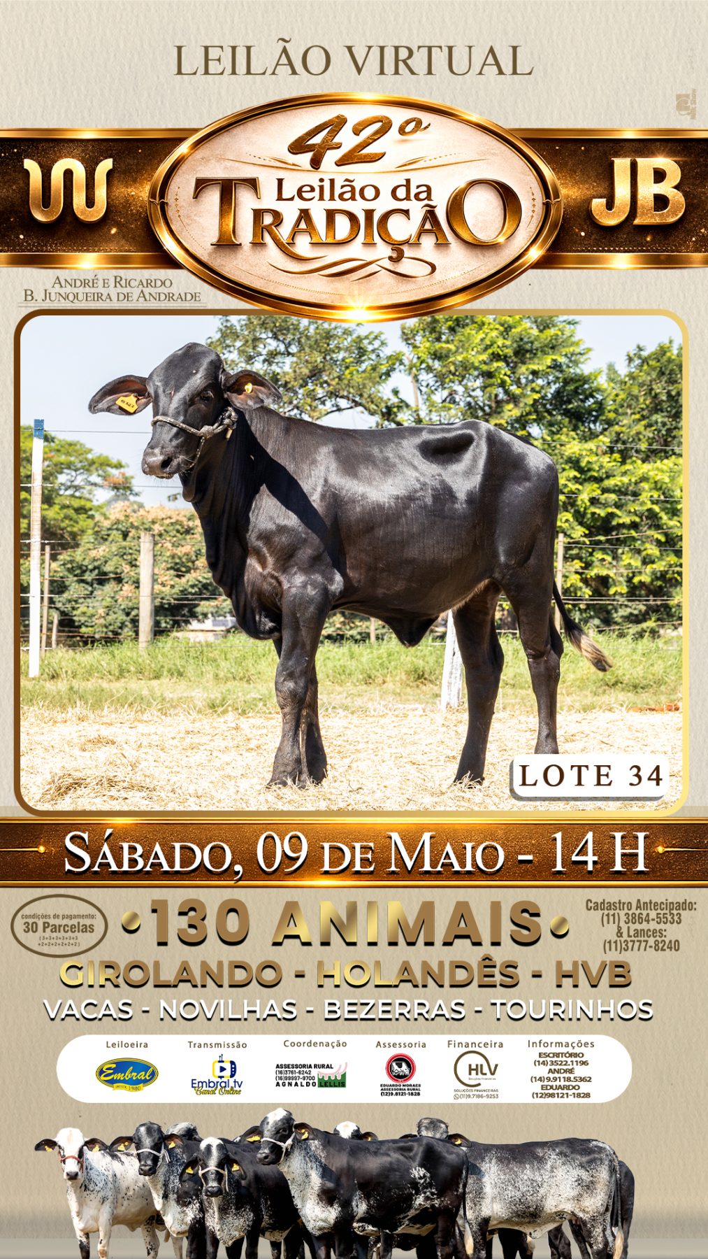 42º LEILÃO DA TRADIÇÃO | GADO GIROLANDO E HOLANDÊS HVB - lote 34