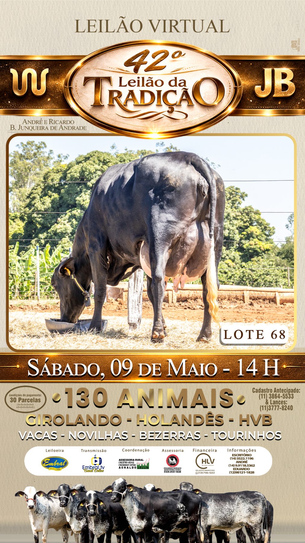 42º LEILÃO DA TRADIÇÃO | GADO GIROLANDO E HOLANDÊS HVB - lote 68