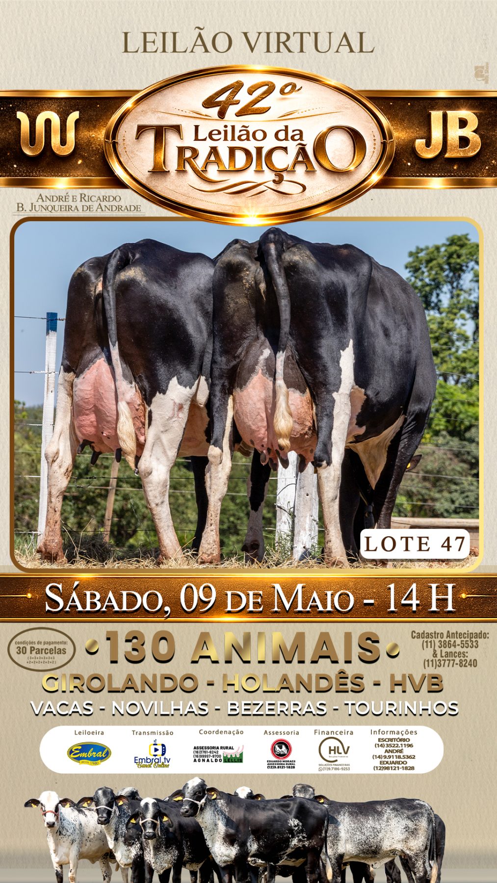 42º LEILÃO DA TRADIÇÃO | GADO GIROLANDO E HOLANDÊS HVB - lote 47