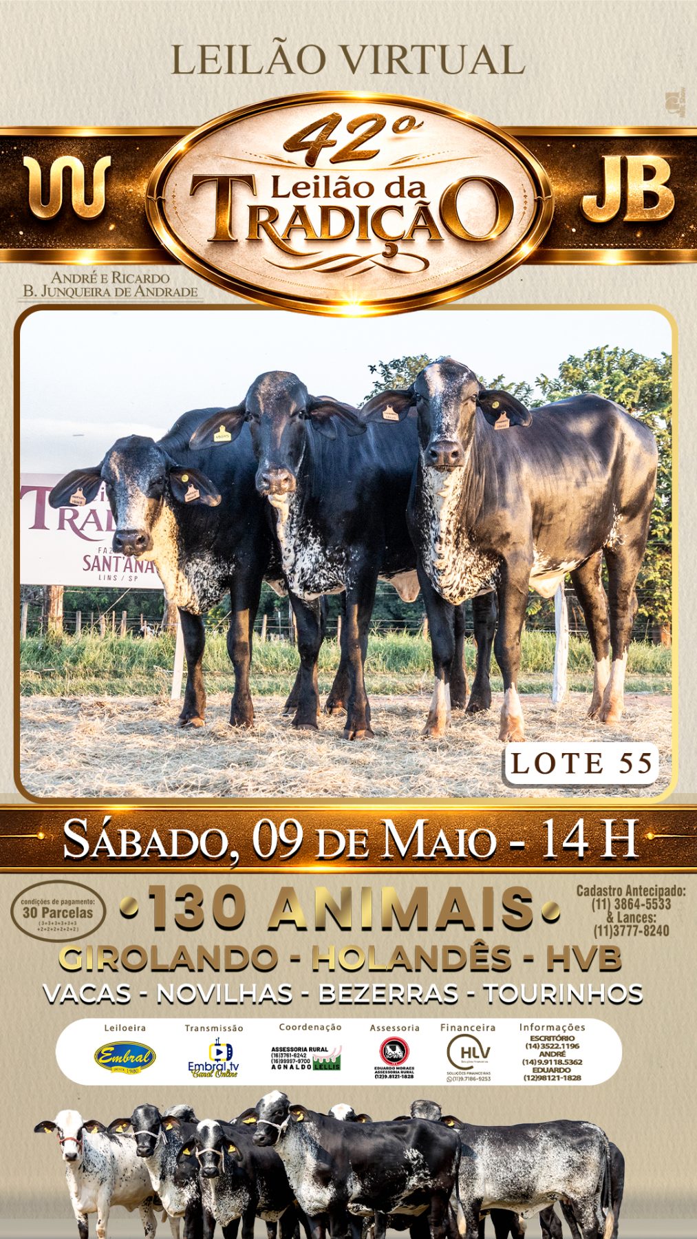 42º LEILÃO DA TRADIÇÃO | GADO GIROLANDO E HOLANDÊS HVB - lote 55