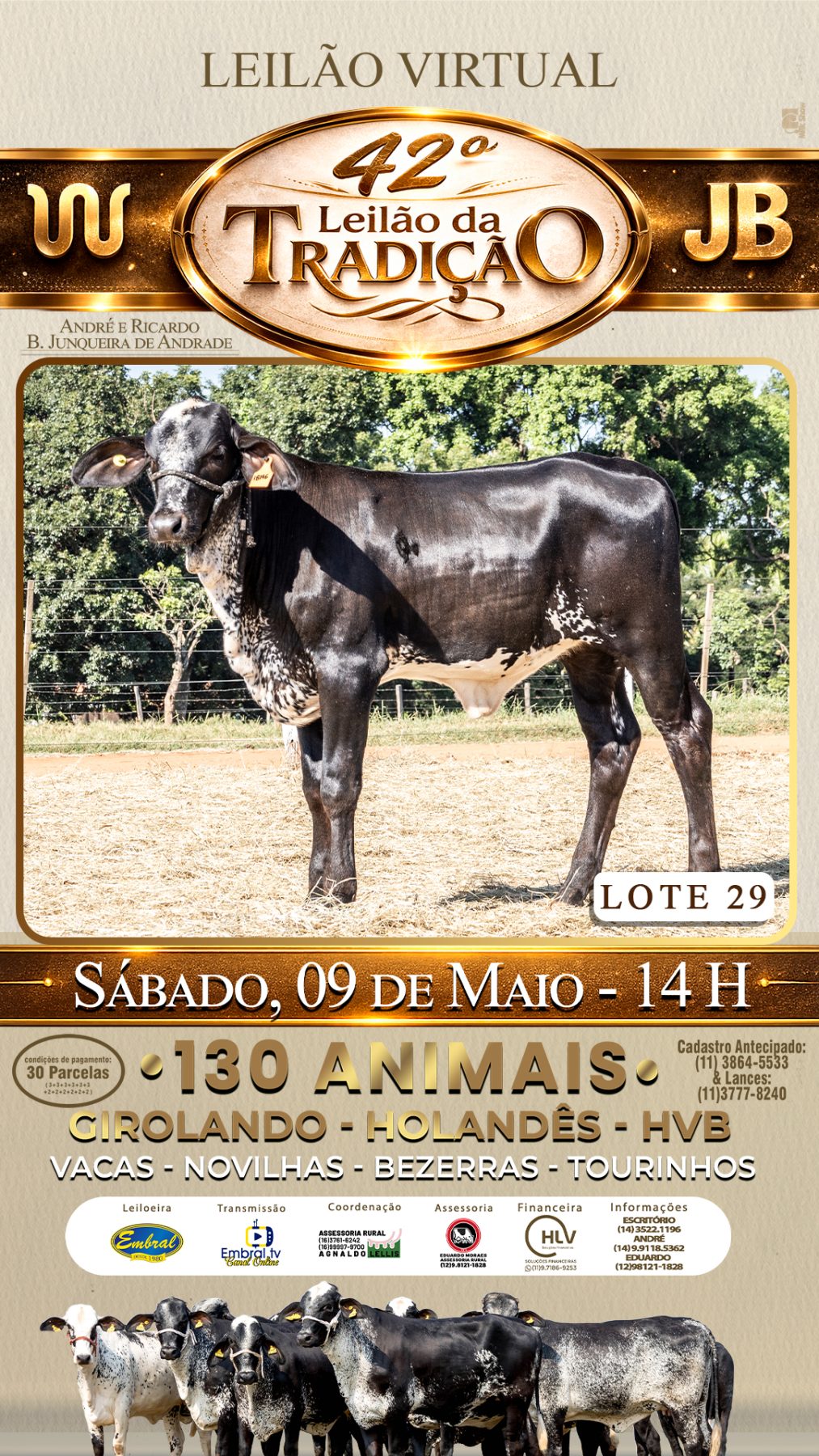 42º LEILÃO DA TRADIÇÃO | GADO GIROLANDO E HOLANDÊS HVB - lote 29