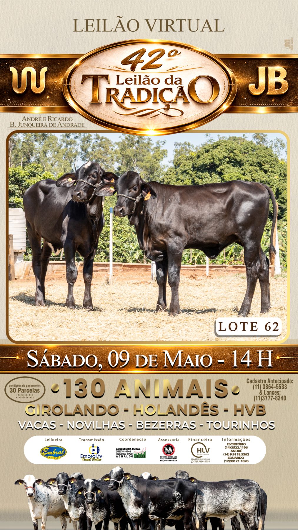 42º LEILÃO DA TRADIÇÃO | GADO GIROLANDO E HOLANDÊS HVB - lote 62