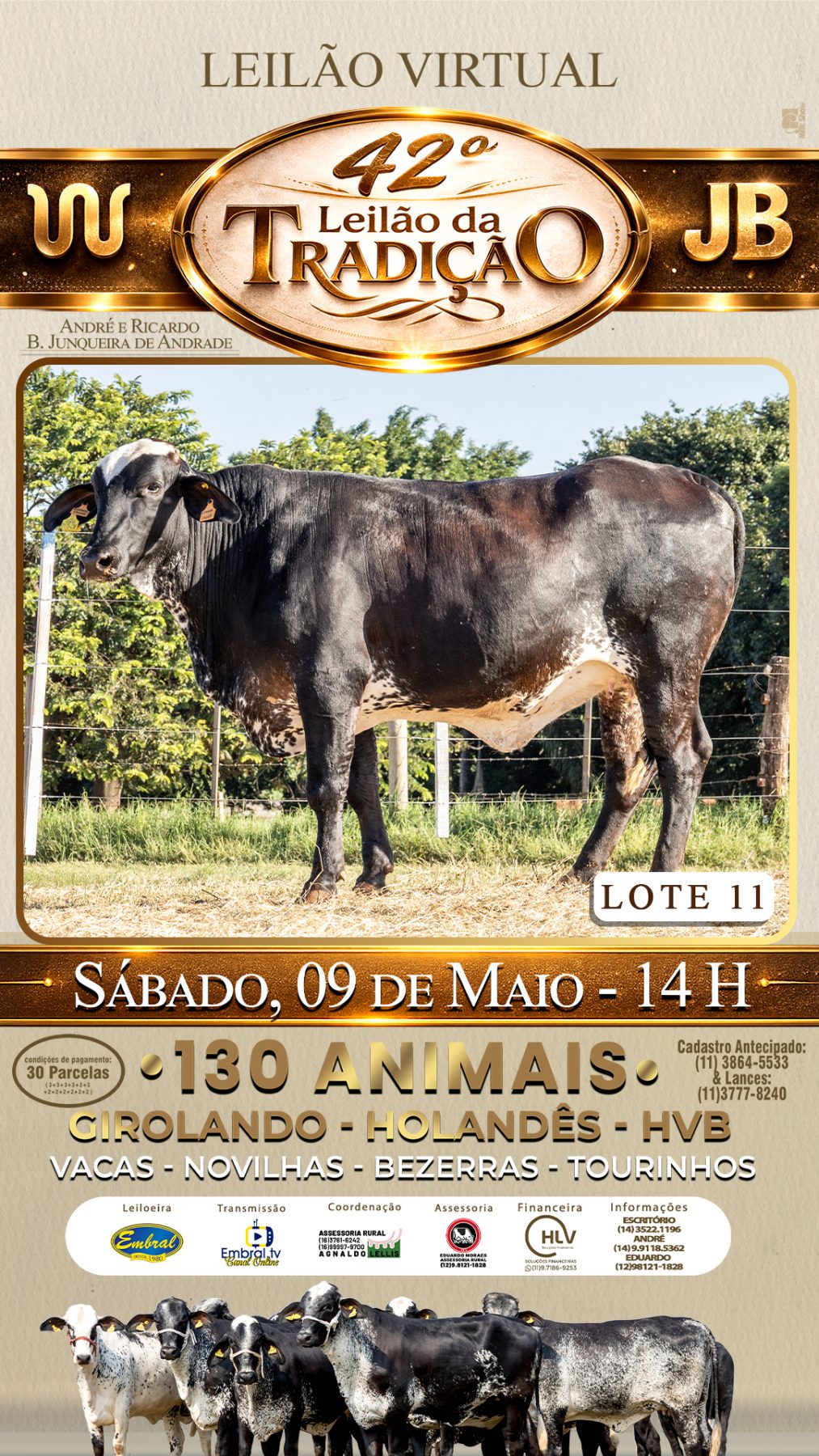 42º LEILÃO DA TRADIÇÃO | GADO GIROLANDO E HOLANDÊS HVB - lote 11