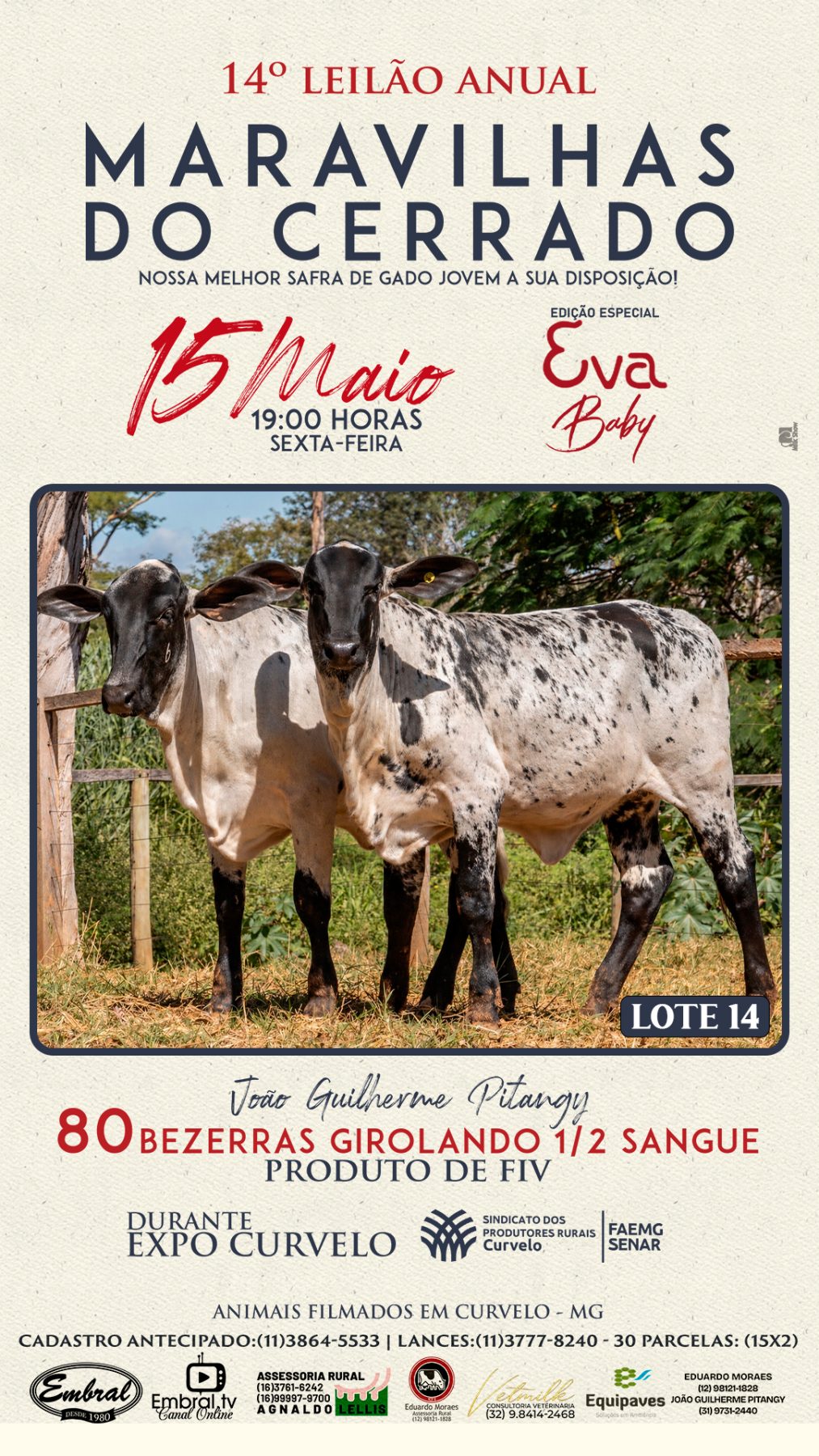 14º LEILÃO ANUAL MARAVILHAS DO CERRADO | GADO GIROLANDO 1/2 SANGUE - lote 13