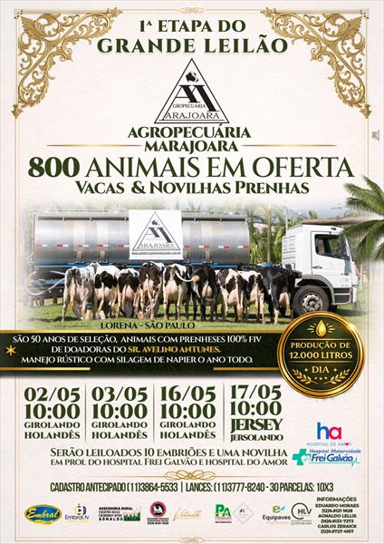 1ª ETAPA MEGA LIQUIDAÇÃO TOTAL AGROPECUÁRIA MARAJOARA - DIA 3 | GADO JERSEY E JERSOLANDO