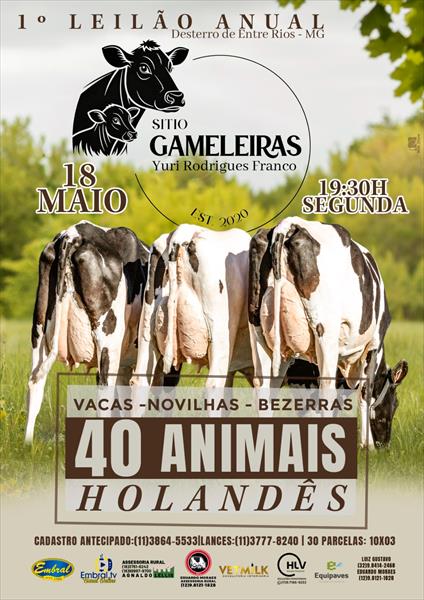 1º LEILÃO ANUAL SÍTIO GAMELEIRAS | GADO HOLANDÊS