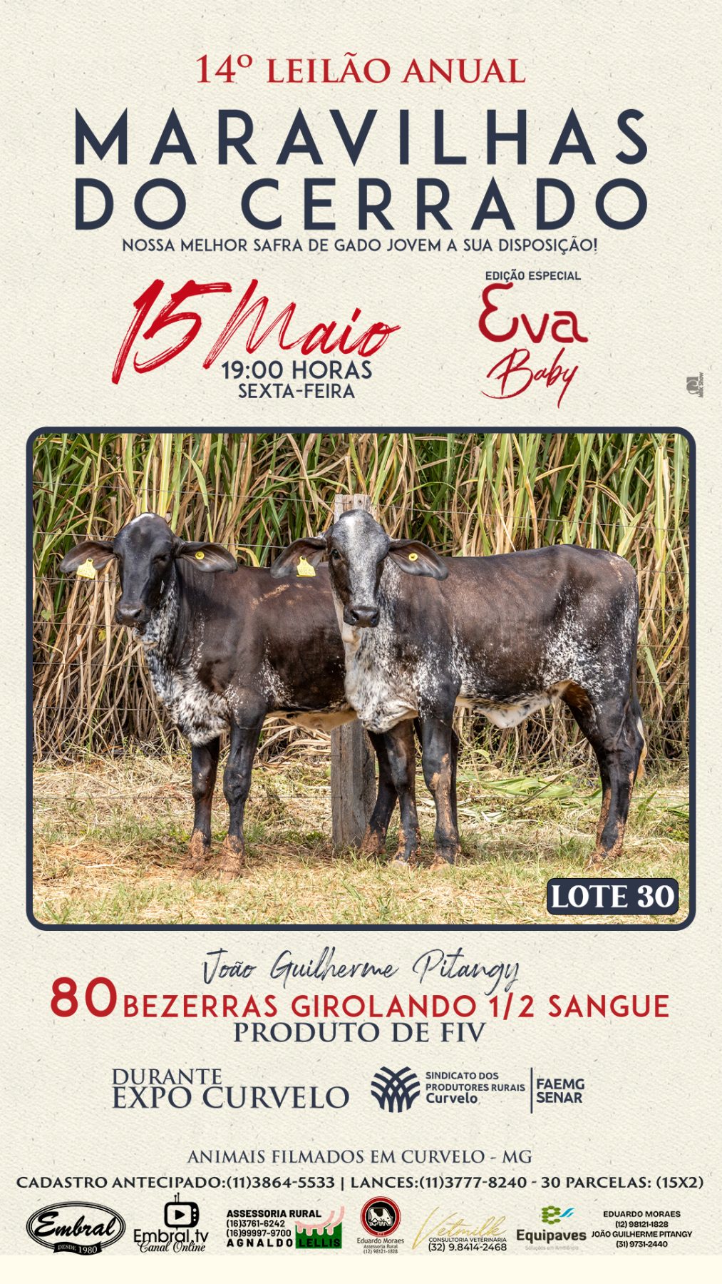 3º LEILÃO ANUAL SÍTIO UNIÃO | GADO HOLANDÊS HVB E HPB GC1 A GC6 - lote 29