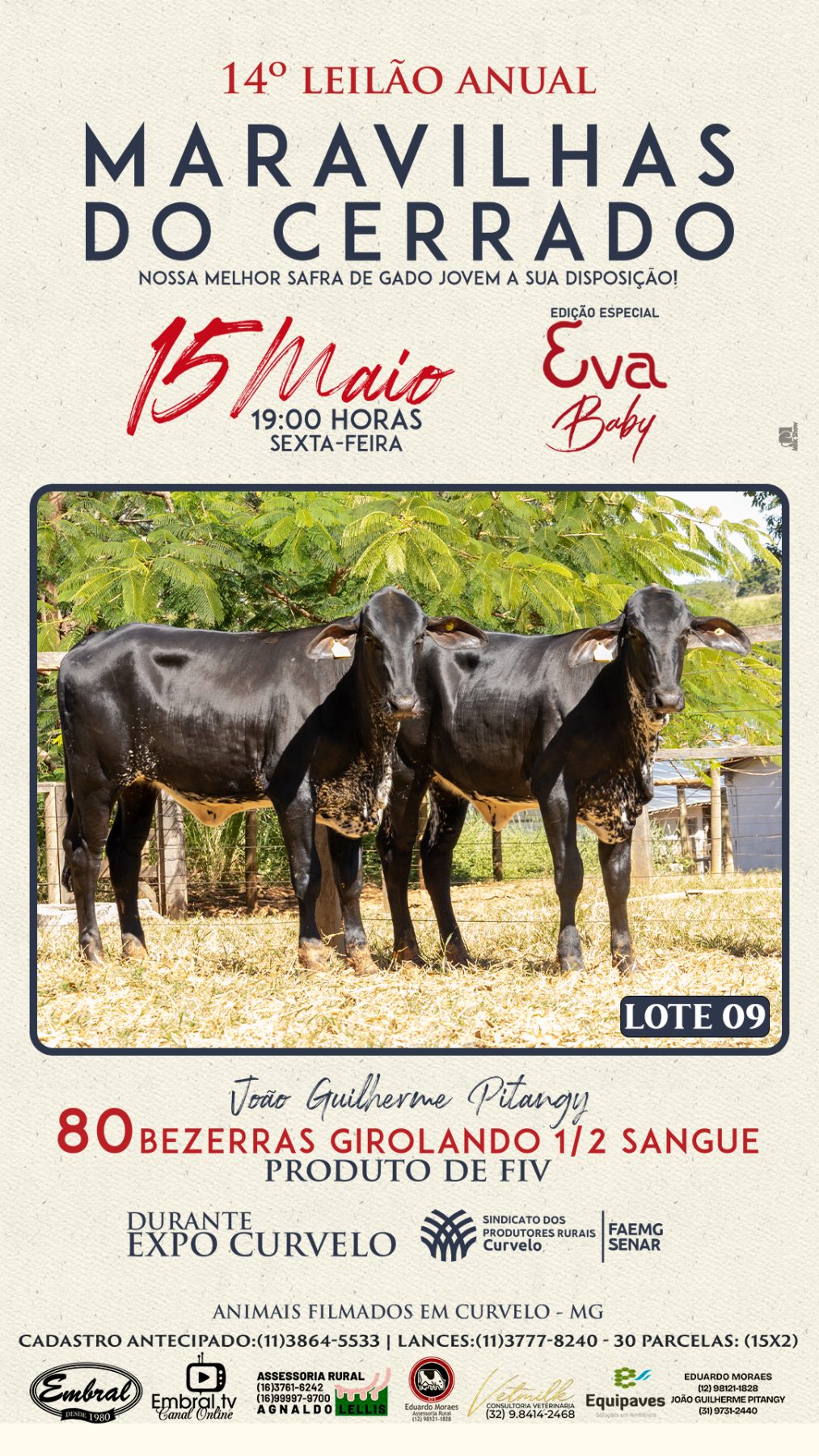 3º LEILÃO ANUAL SÍTIO UNIÃO | GADO HOLANDÊS HVB E HPB GC1 A GC6 - lote 9