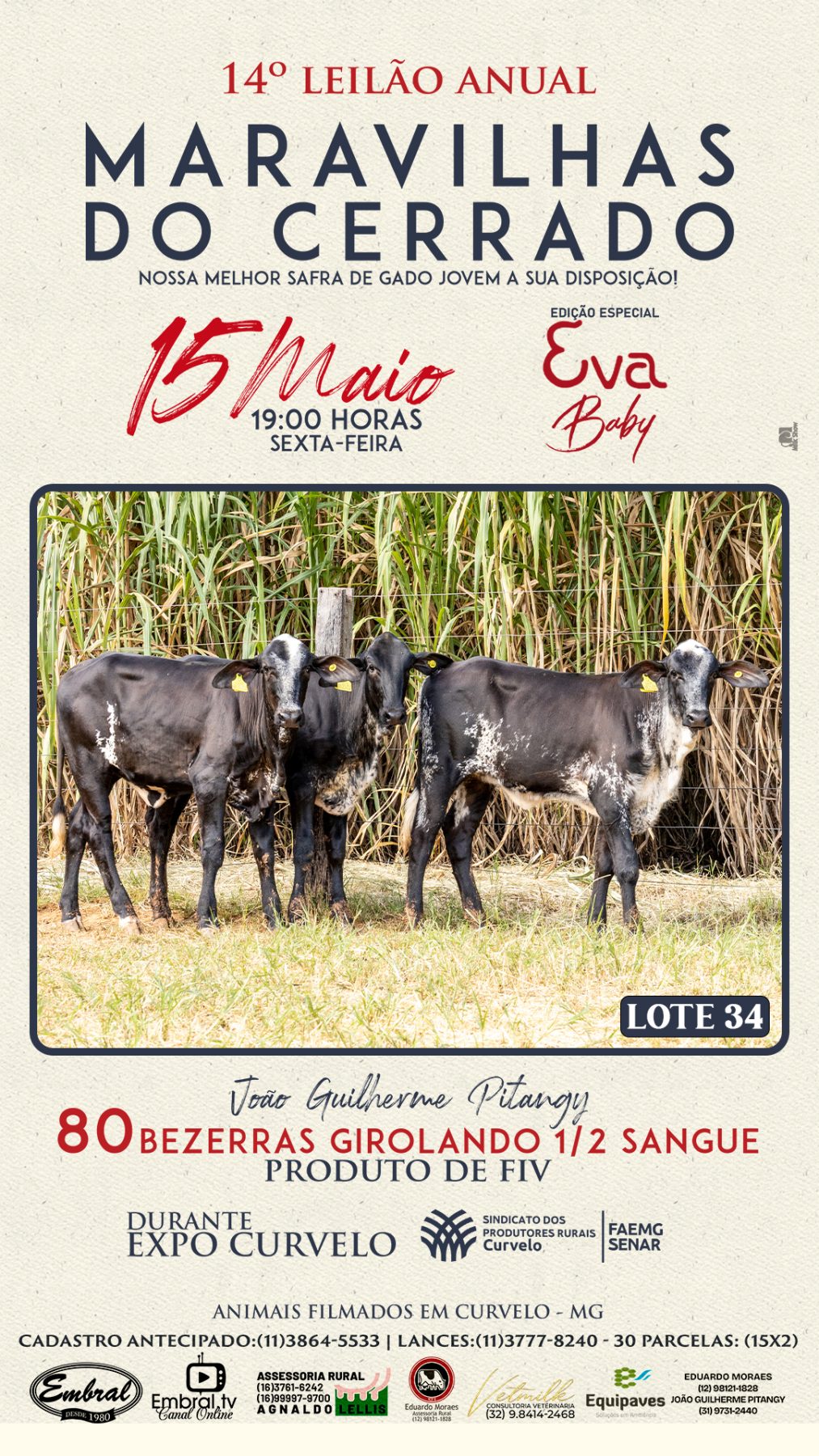 3º LEILÃO ANUAL SÍTIO UNIÃO | GADO HOLANDÊS HVB E HPB GC1 A GC6 - lote 33