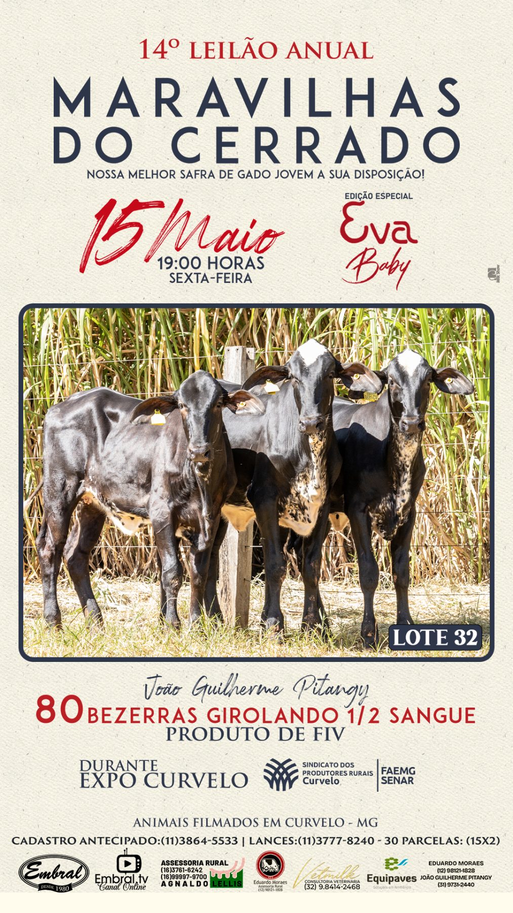 3º LEILÃO ANUAL SÍTIO UNIÃO | GADO HOLANDÊS HVB E HPB GC1 A GC6 - lote 31