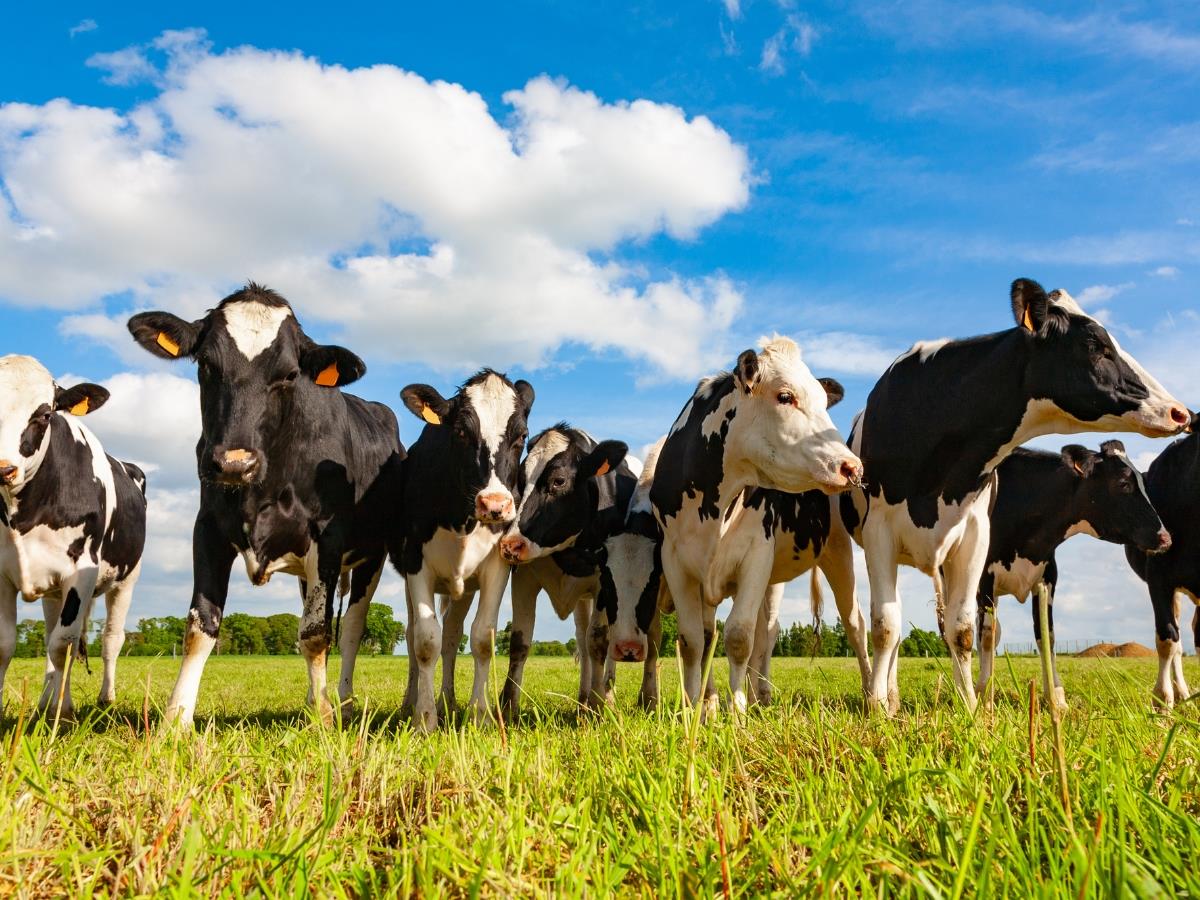 PESQUISA MOSTRA QUE DIETA DAS VACAS E ESTÁGIO DA LACTAÇÃO INFLUENCIAM O SABOR DO LEITE
