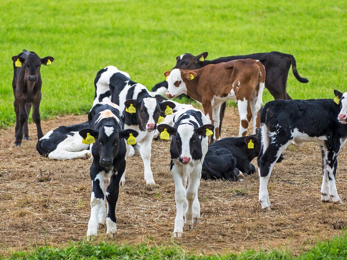 SEGMENTO LEITE BATE RECORDE E CRESCE 20,9% NA OFERTA DE SÊMEN BOVINO