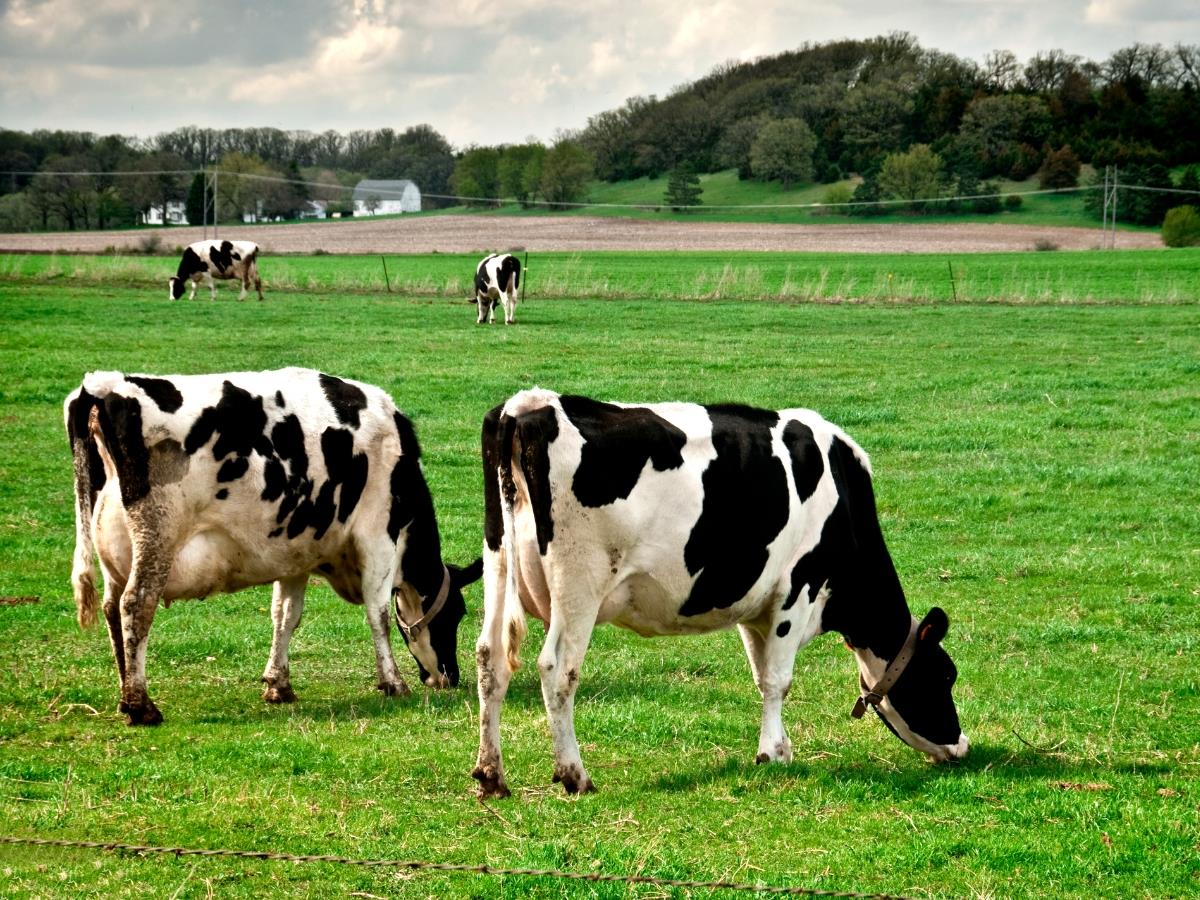 DO CRESCIMENTO AO PARTO: QUATRO PONTOS CRÍTICOS NO MANEJO DE NOVILHAS LEITEIRAS