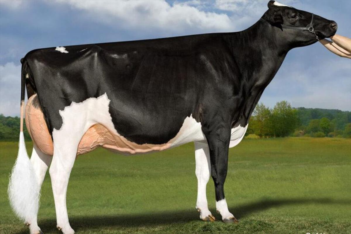 PROBIÓTICO AUMENTA A PRODUÇÃO DE LEITE E REDUZ DOENÇAS REPRODUTIVAS EM VACAS