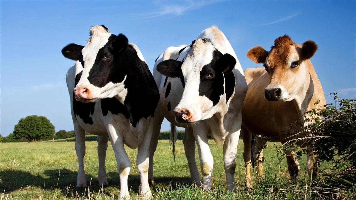 MONITORAMENTO DO ESTRESSE CALÓRICO EM VACAS LEITEIRAS: AUTOMAÇÃO E SENSORES