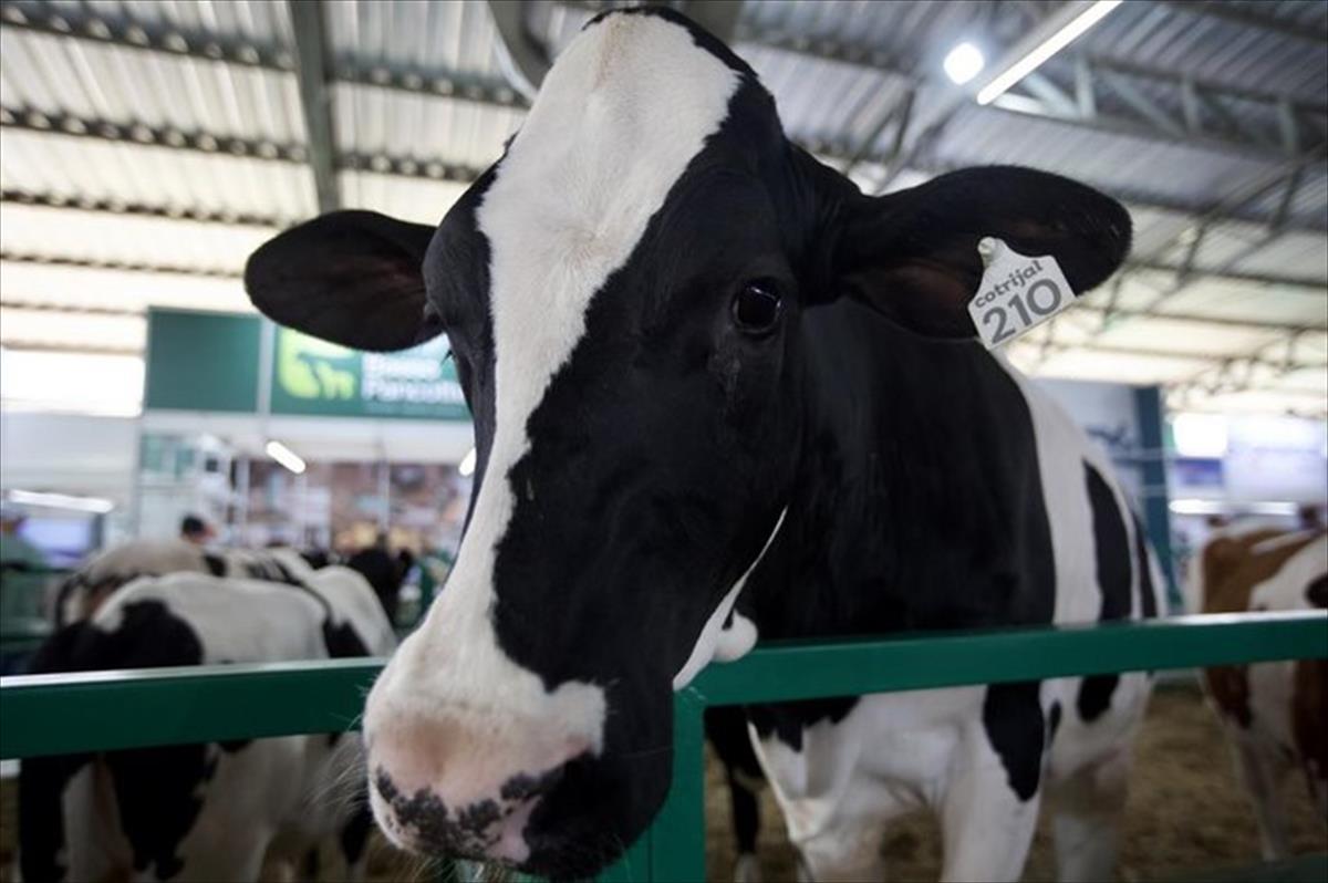 AUMENTO DA LUCRATIVIDADE DA PROPRIEDADE LEITEIRA DEPENDE DA QUALIDADE DE ALIMENTOS VOLUMOSOS
