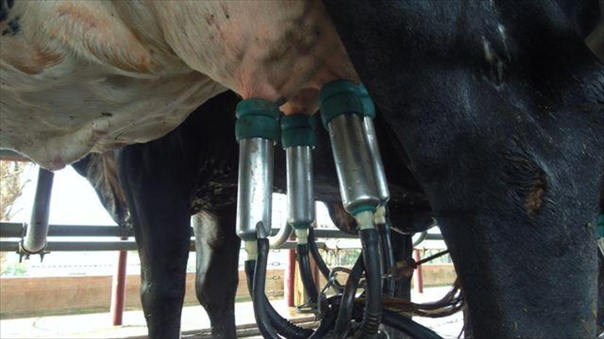 LEITE A2A2: SAIBA POR QUE O ALIMENTO ESTÁ CAINDO NO GOSTO DO CONSUMIDOR