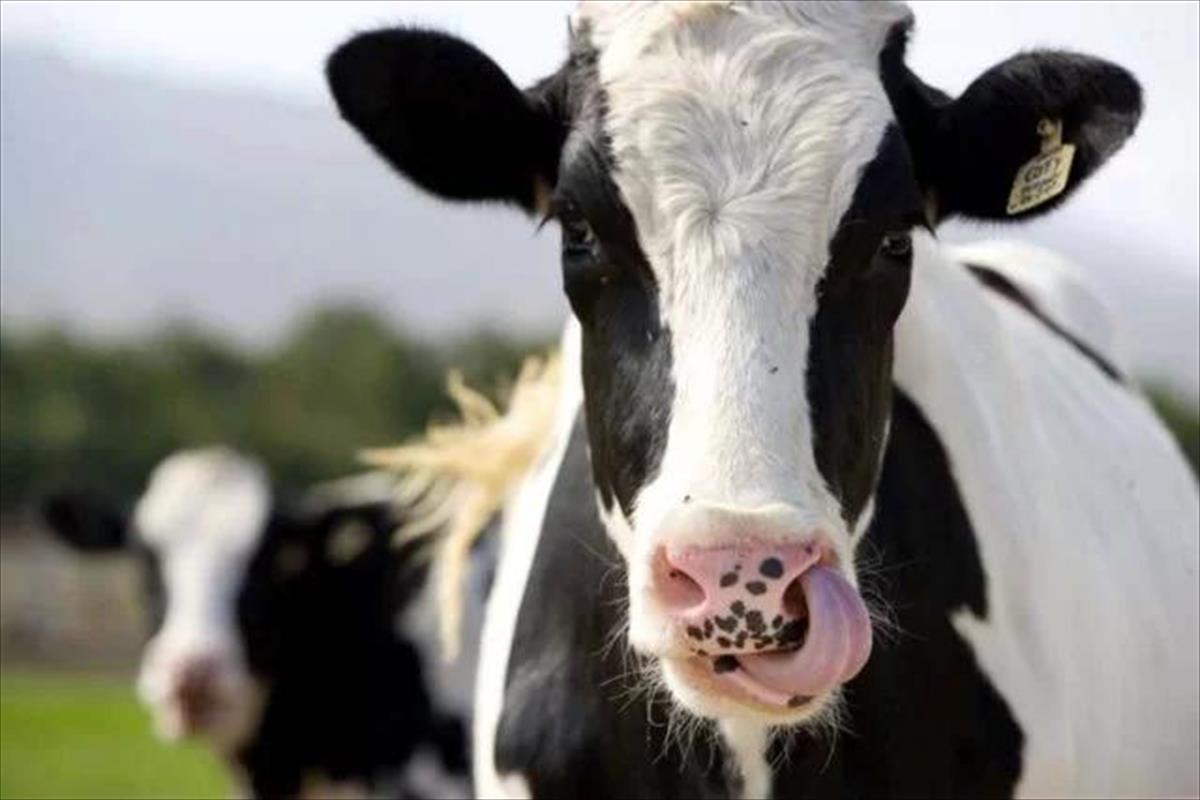 VACAS LEITEIRAS COM ALTA IMUNIDADE SÃO MAIS RESISTENTES AO CALOR?