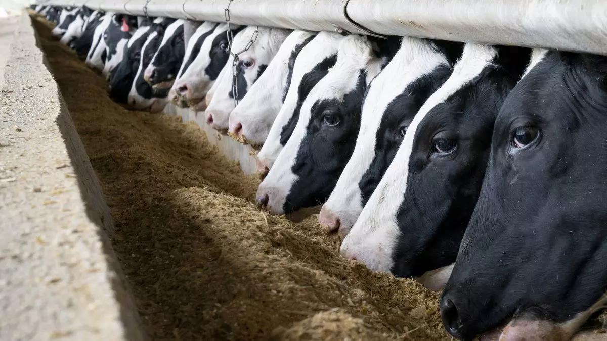 SUPLEMENTAÇÃO DA RAÇÃO DO GADO LEITEIRO: BENEFÍCIOS DA LEVEDURA ENCAPSULADA