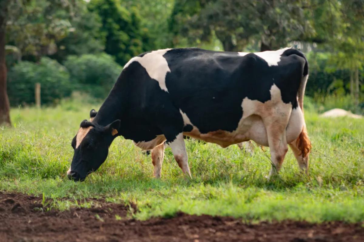 PRODUÇÃO DE LEITE A PASTO: MODELO OFERECE AUMENTO DA PRODUTIVIDADE E MENOR CUSTO PARA PECUARISTAS