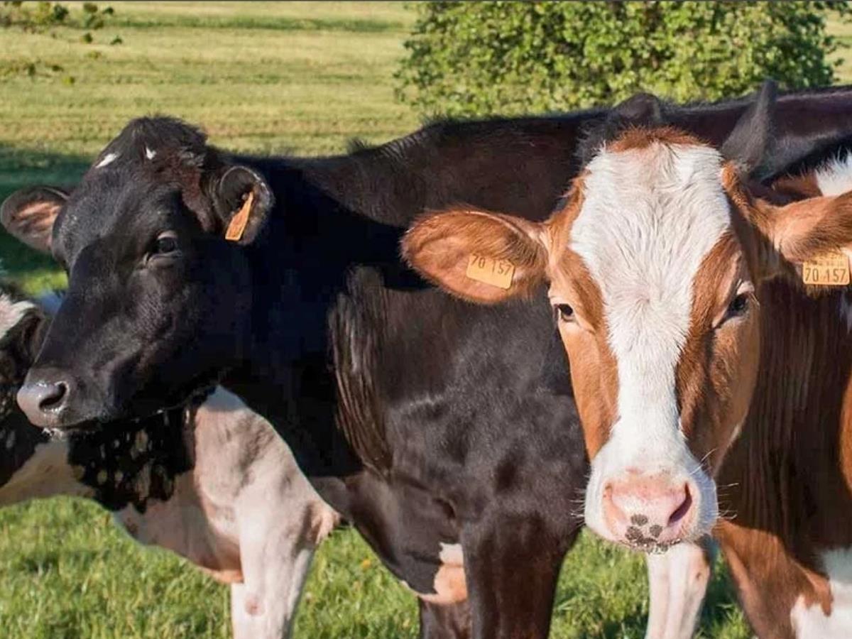 CONHEÇA AS 5 DOENÇAS QUE MAIS AMEAÇAM O GADO LEITEIRO